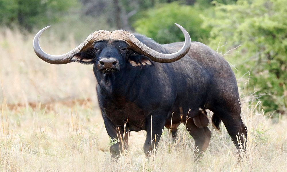 Hwange Buffalo