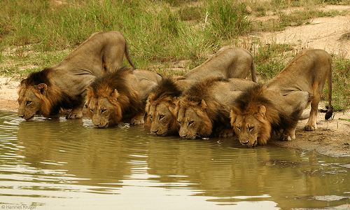 Zimbabwe Safari Packages, Holidays, Group of Lions Drinking Water from River