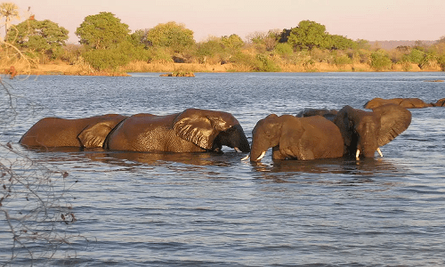 Zimbabwe Safari Packages, Holidays, Elephants in Zambezi River